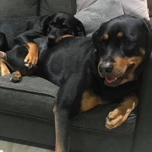 Meet your Posher, Hillary